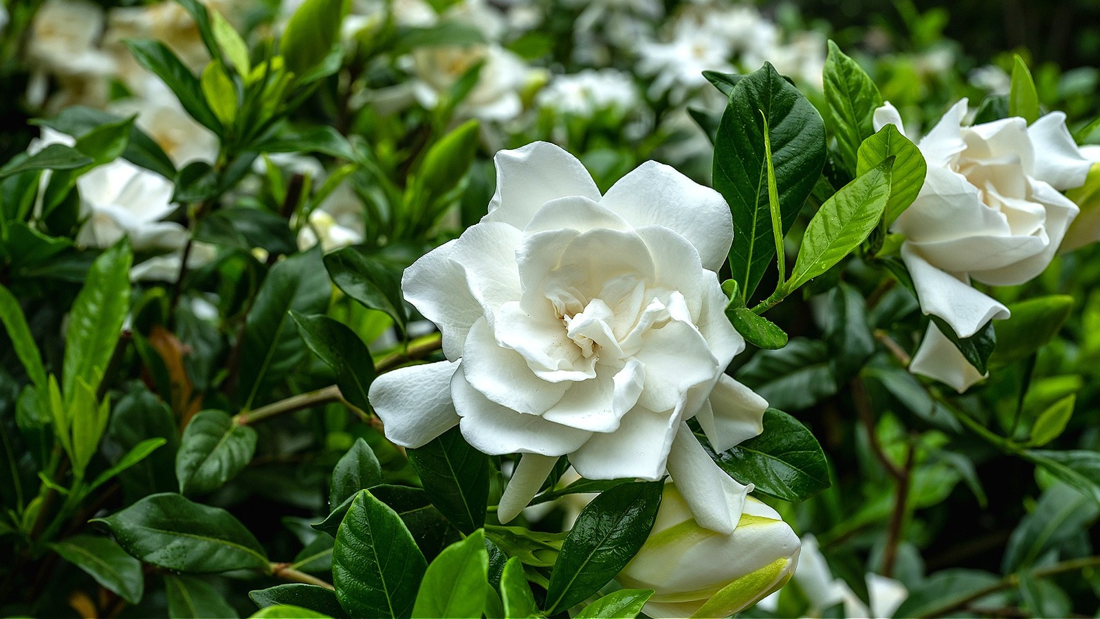 How To Care For Your Gardenia In The Winter