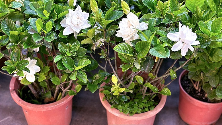 Gardenia plants growing in pots