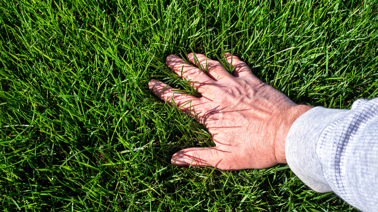 Man touching lush grass