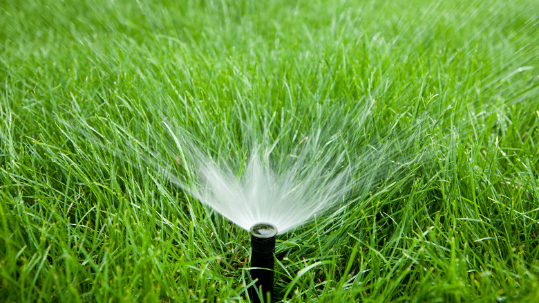 sprinkler watering grass