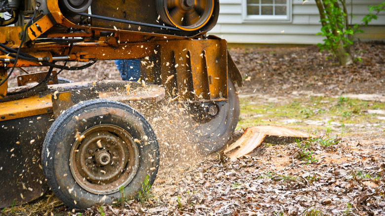 An old tree stump is ground down using heavy machinery.