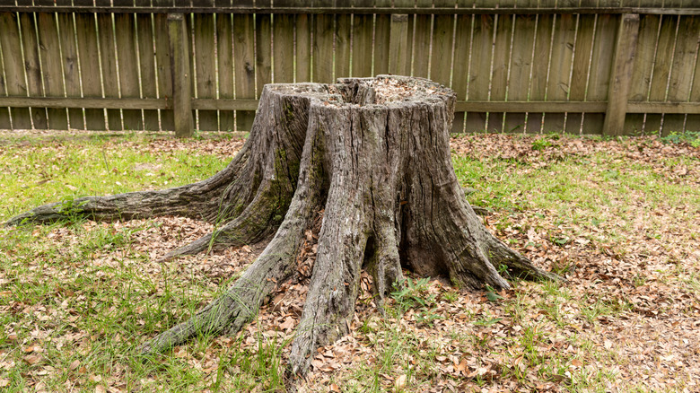 An old stump with a hole in the center sits in the middle of a leaf-strewn lawn surrounded by fencing.