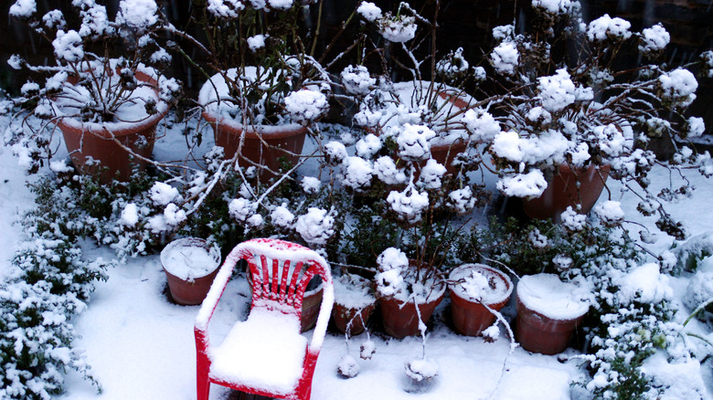 Potted hydrangeas and a red chair covered in snow in a backyard.