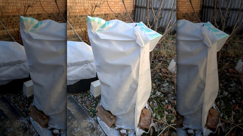 A potted hydrangea wrapped in landscaping fabric in a wintery backyard.
