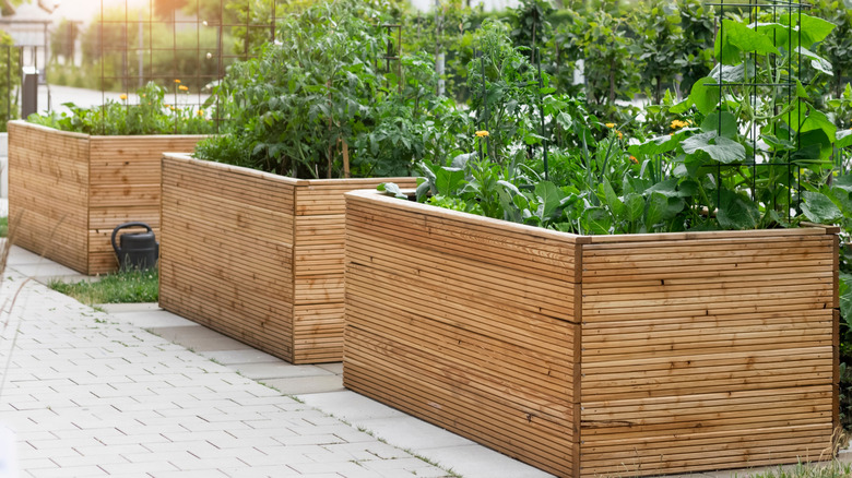 Raised garden beds in urban yard.