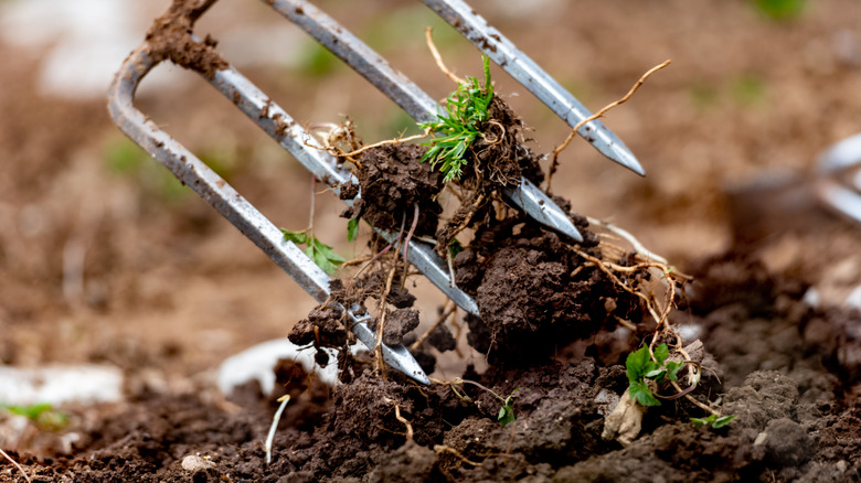 Close-up pitchfork digging in the garden.