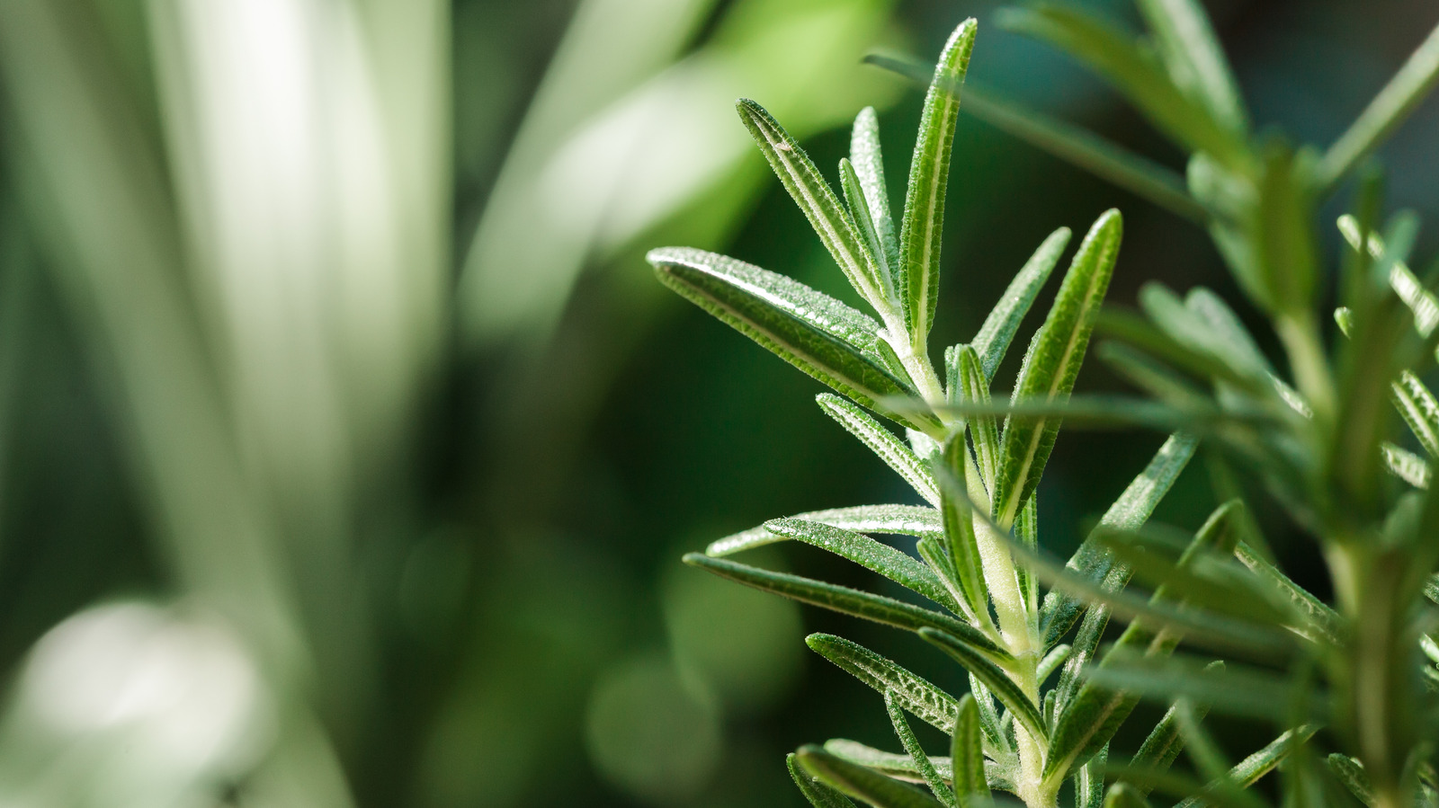 How To Care For Your Rosemary Herb Plant