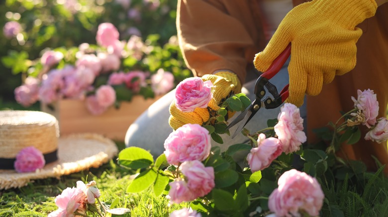 person pruning roses in fall