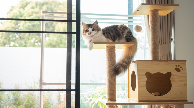 Cat on cat tree