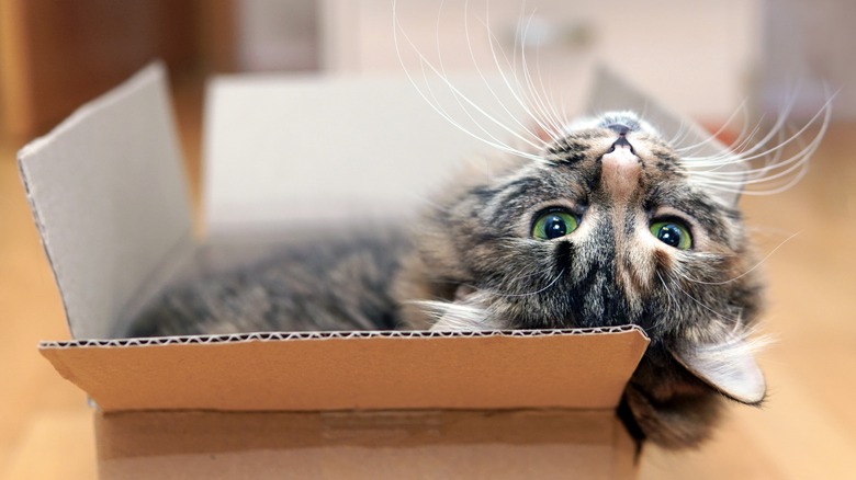 Cat in cardboard box