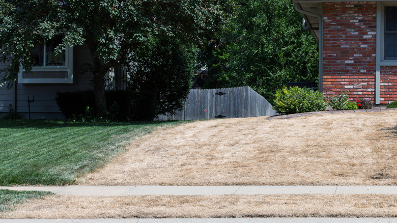 Yard with brown grass