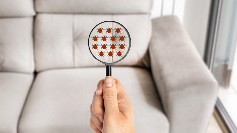 magnifying glass on bed bug 