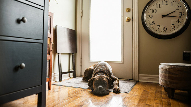 dog lying on doormat at front door
