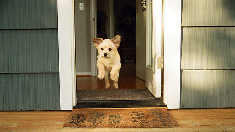 dog running out door with two different types of door mats