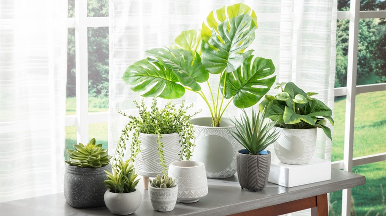Collection of artificial houseplants on a table near a window