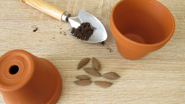 Olive pits, small pots, soil, and a trowel on a wooden table