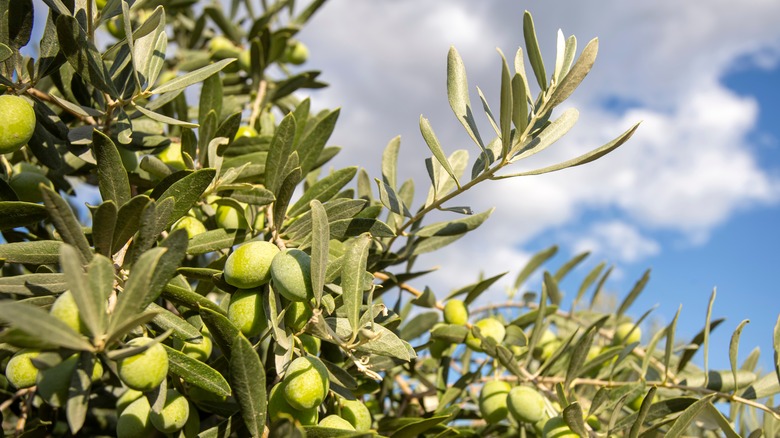 Fresh green olives on an olive tree.