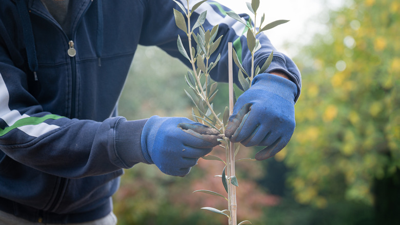 Gardener tying young olive tree to stake outdoors