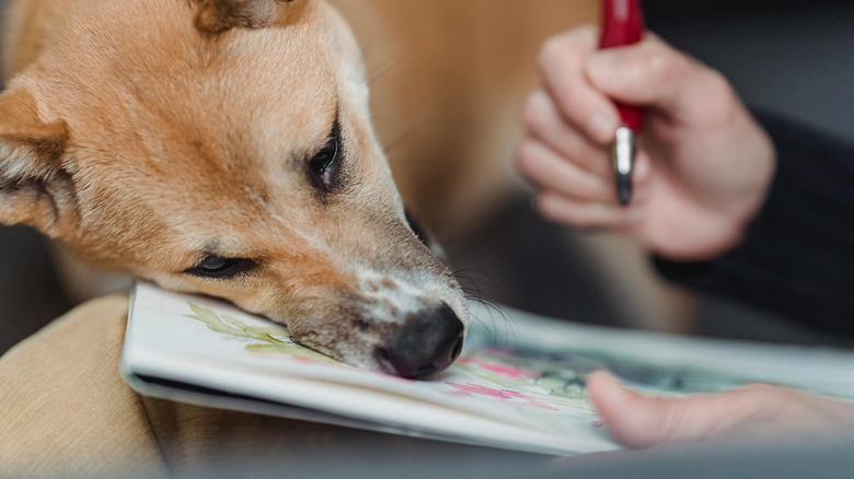 Dog leaning on a book that the owner is holding