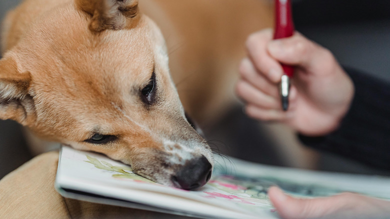 Dog leaning on a book that the owner is holding