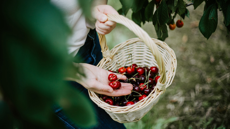 Person holding a basket of freshly picked cherries beside cherry tree