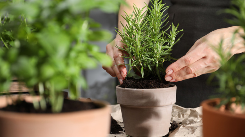Woman transplanting rosemary into pot among other herbs at table