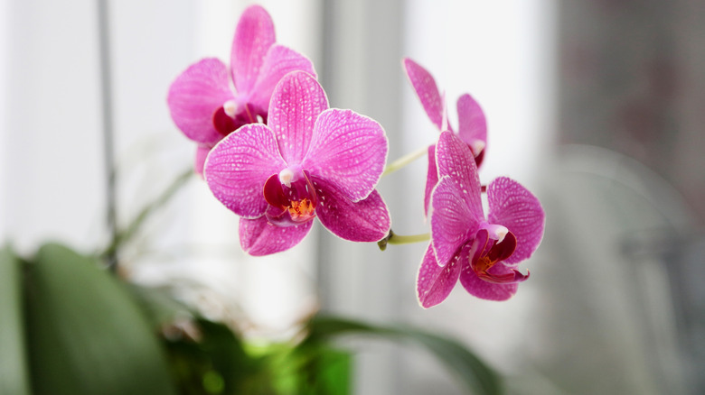 Pink orchid flowers against a blurry background