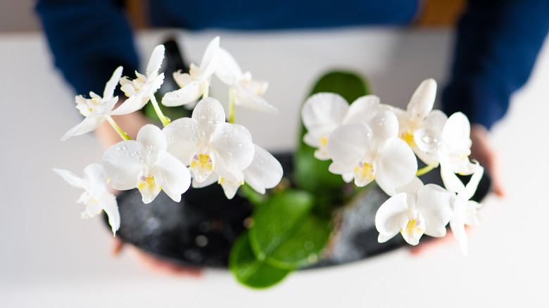 An overhead shot of a white orchid with hands holding the pot