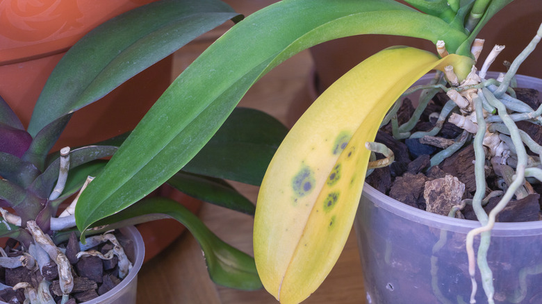 A small orchid and a bigger orchid with a yellow leaf and spots