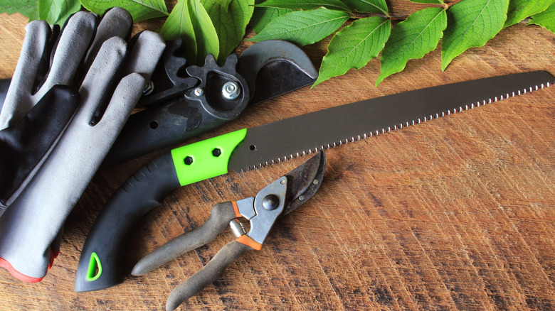 Gray and black gloves, hand pruners, and pruning saw on a wood table with green leaves