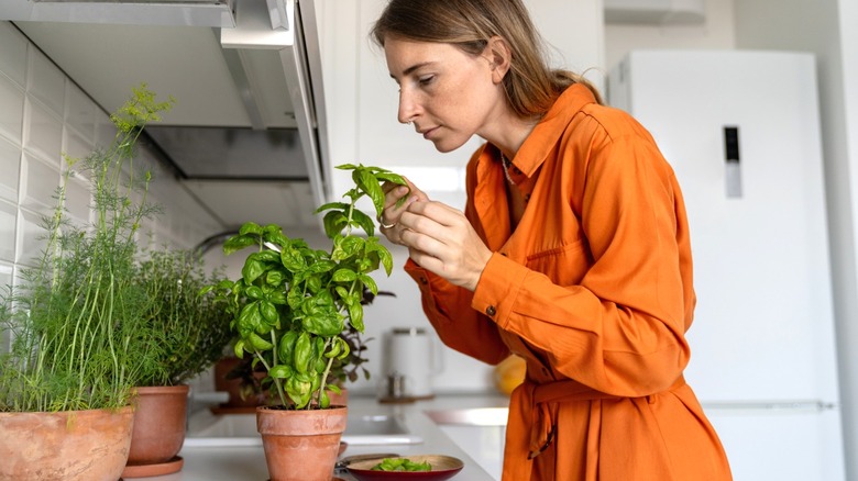 Woman inspecting potted herb garden on kitchen countertop