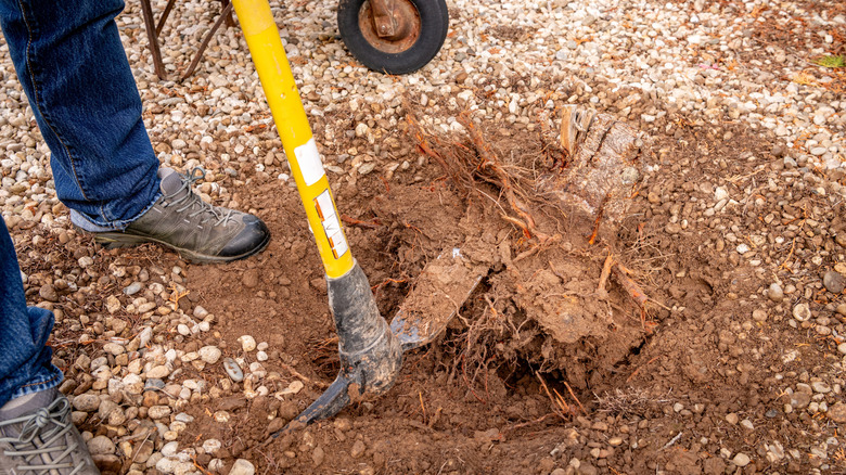 A person using a pick to dig out a tree stump
