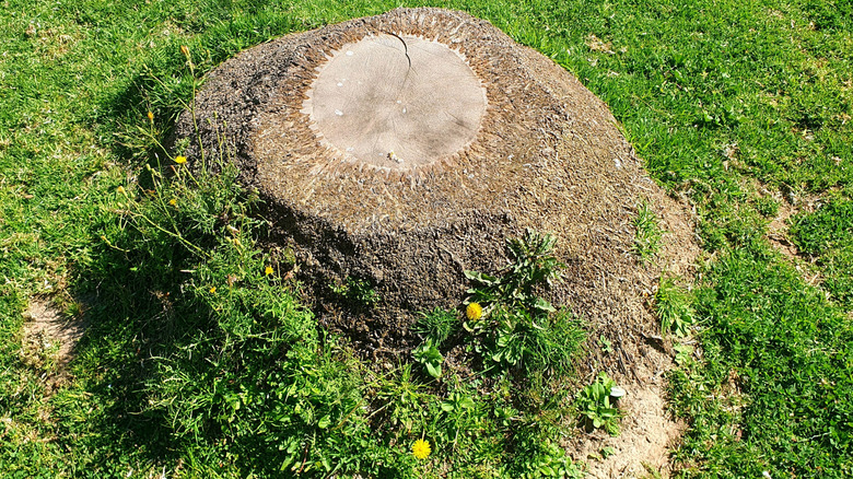 An old tree stump the middle of a lawn with weeds growing around it