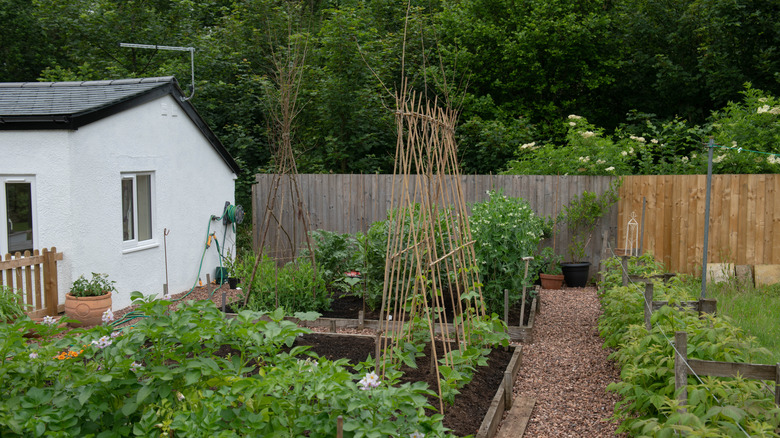 Country cottage with pea gravel walkways and vegetable garden beds