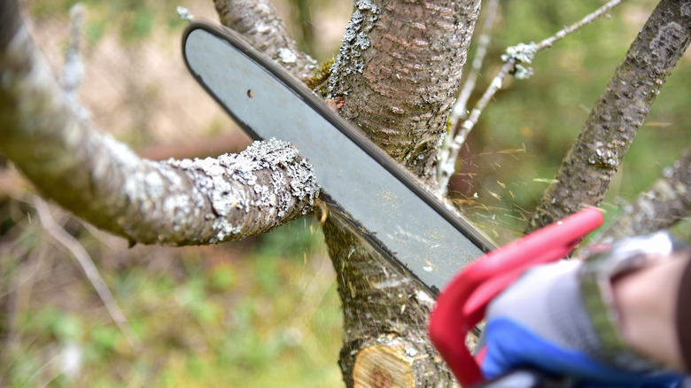 person cutting a branch