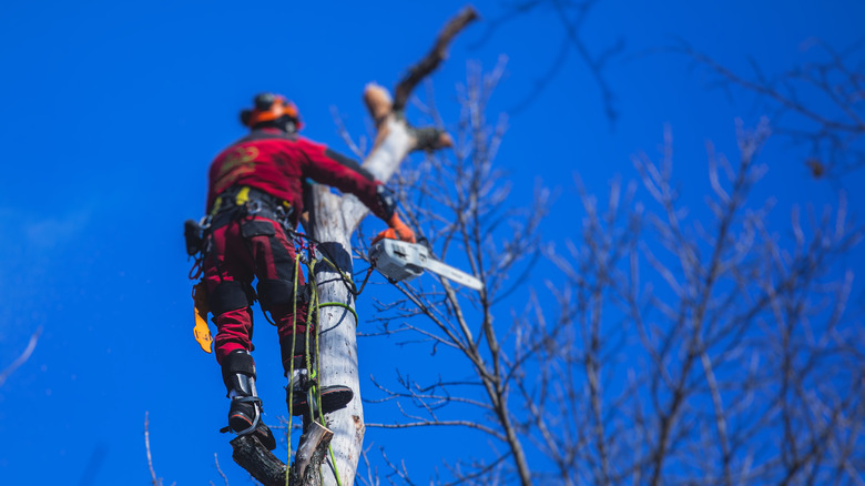 Professional trimming tree