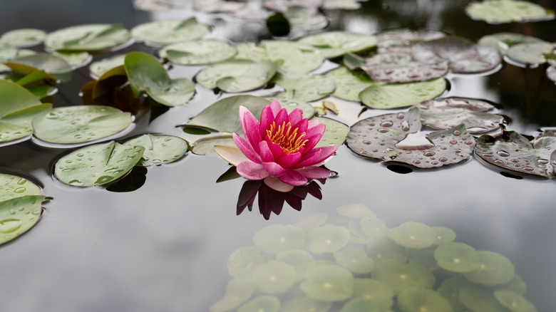pink flowering nymphaea 'Atropurpurea' water lily in a pond with leaves and reflection of the sky