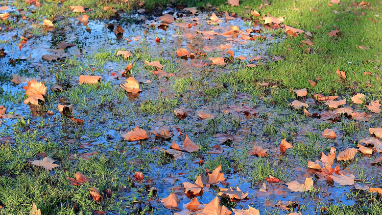 damp ground backyard