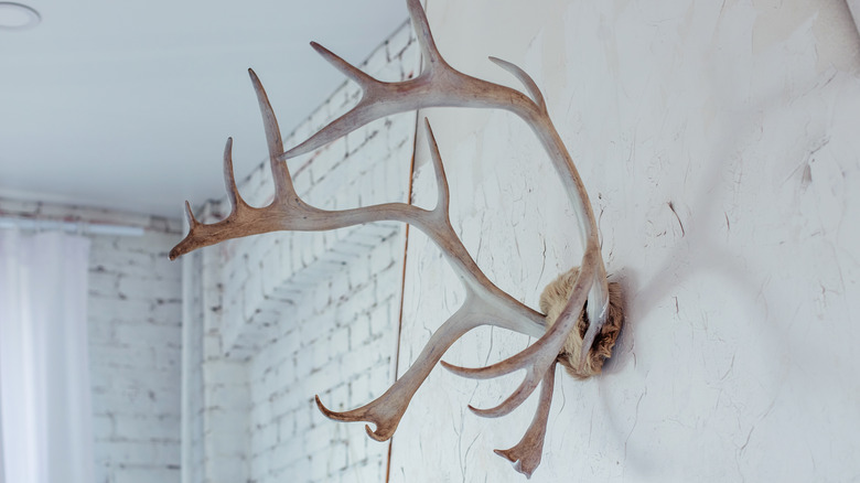 Antlers in rustic home