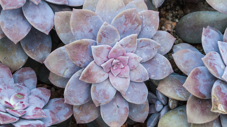 dusty looking succulents