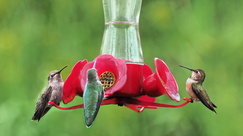 hummingbirds at a feeder