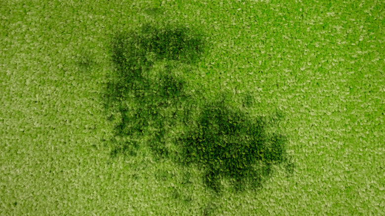 A green carpet stained with an oil mark