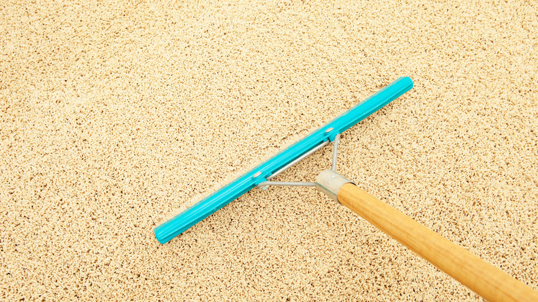 A blue-headed carpet rake on a carpet.