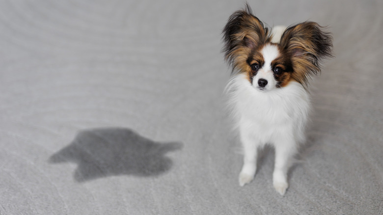 A puppy standing on a carpet next to a puddle