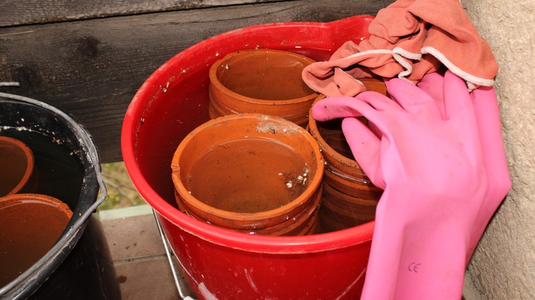 Terracotta pots soaking in red bucket