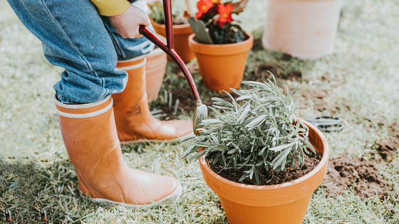 Person watering plants in terracotta pots