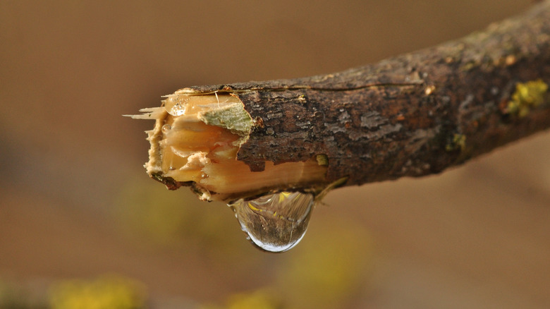 Sap dripping from broken branch