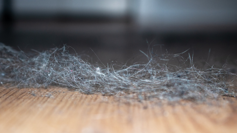 A clump of pet hair and dust underneath a dresser.