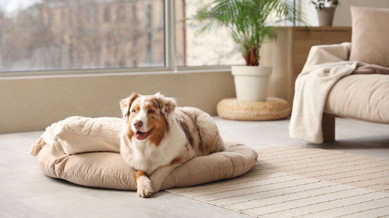 A dog on a bed in the middle of a living room