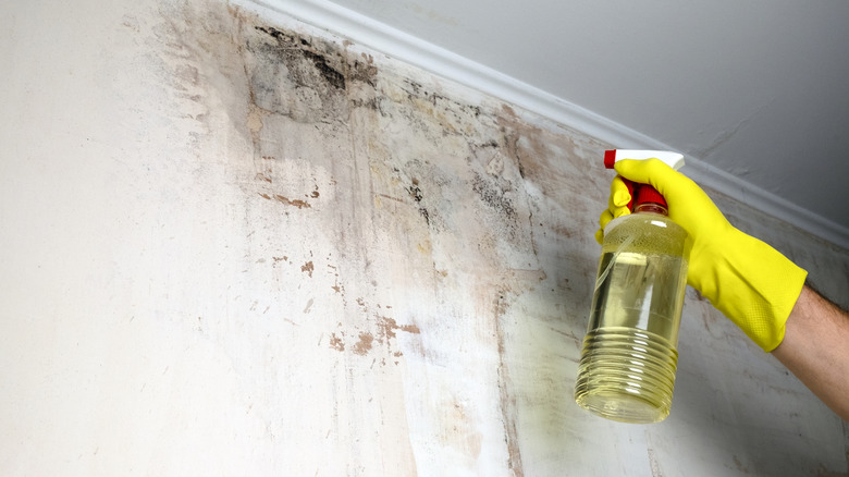 Spraying mold growth on wall